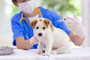 GHMC Vaccinates Over 1,400 Dogs to Mark World Rabies Day