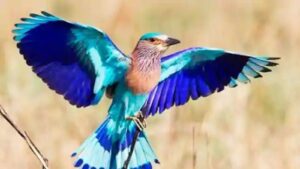 TGFDC Celebrates World Wildlife Week with "Paalapittala Panduga"