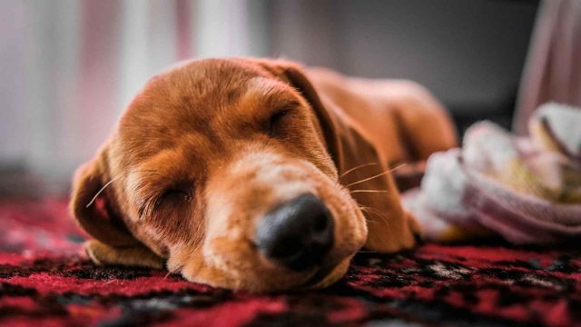 Gen Zs Are Sleepmaxxing To Fix Burnout; Here’s What The New TikTok Wellness Trend Means post thumbnail image