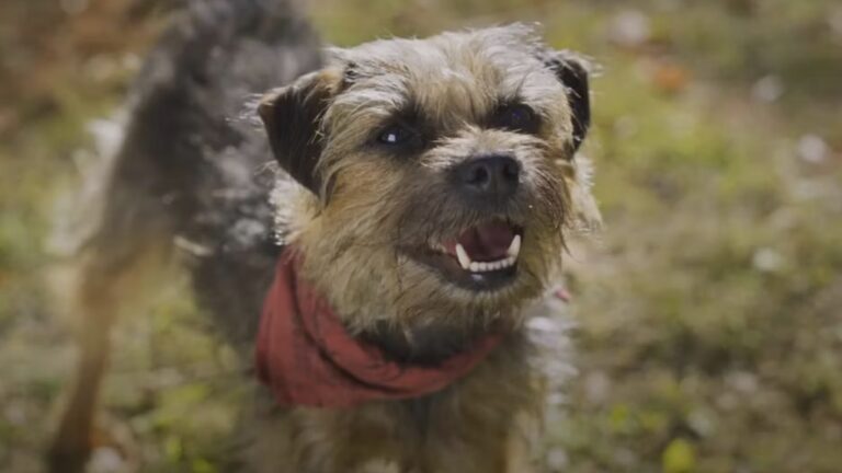 The 12 Best Talking Dog Movies We’ve Ever Seen post thumbnail image