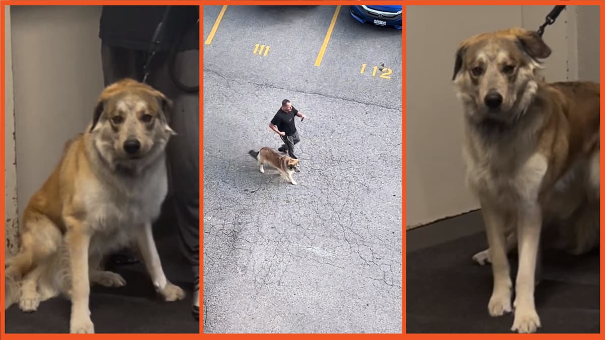 ‘This was so dangerous to do’: Woman witnesses man beating dog and charges downstairs to confront him face to face post thumbnail image