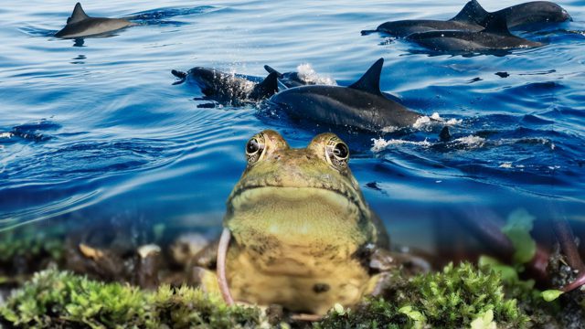 These Animals Might Have A More Messed Up Sleep Cycle Than You post thumbnail image