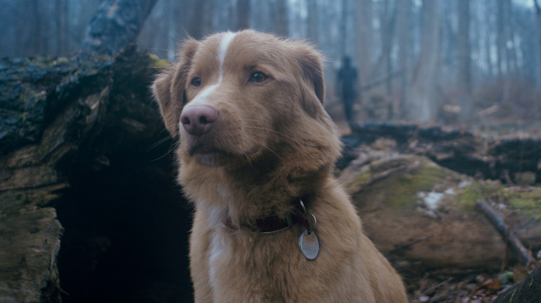 Good Boy Review: This Haunted House Movie From The POV Of A Very Good Dog Is Inventive And Creepy post thumbnail image