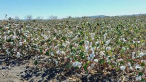 Kapas Kisan app rule leaves Medak cotton farmers in distress
