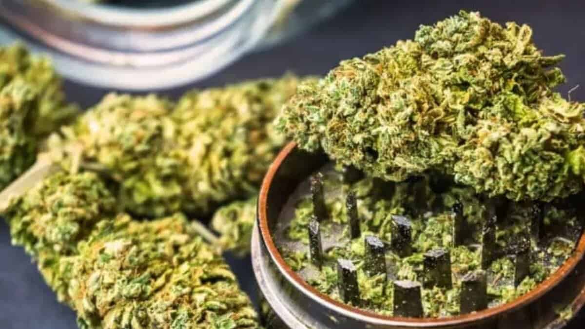 Three held in Bengaluru for possessing over 40 kg of hydroponic ganja post thumbnail image