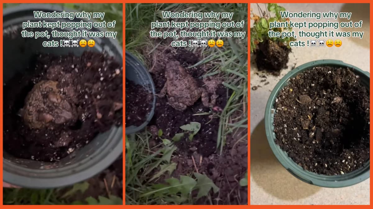 ‘Poor frog is now homeless’: Woman wonders why plant keeps popping out of pot only to find a froggy surprise under the soil post thumbnail image
