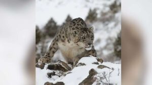 Ladakh home to around 477 snow leopards, highest in India: Report